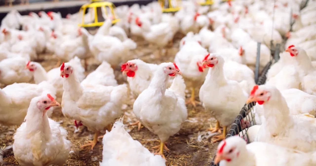 Ptasia grypa objawy: Jak rozpoznać groźne symptomy u ludzi