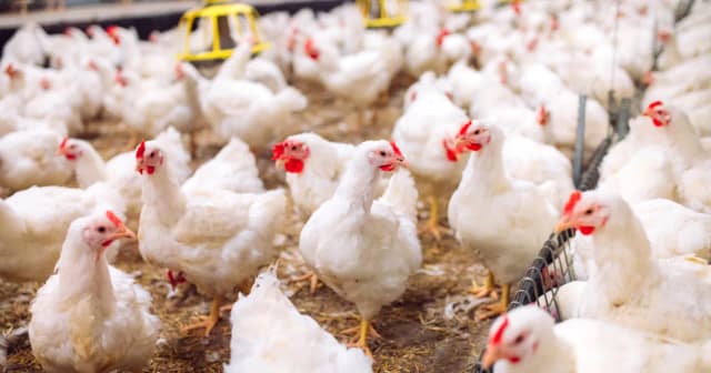 Ptasia grypa objawy: Jak rozpoznać groźne symptomy u ludzi